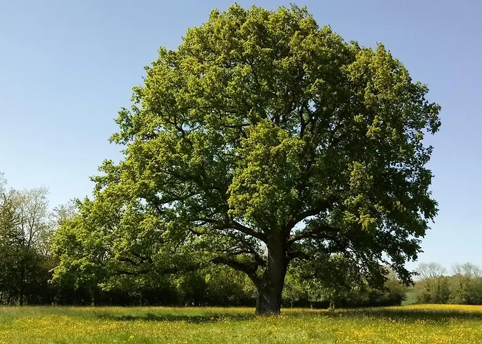 Roulotte Poulette Luxury tent